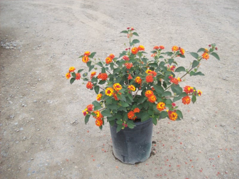 Photo for Lantana camara 'Radiation' (Radiation Bush Lantana)