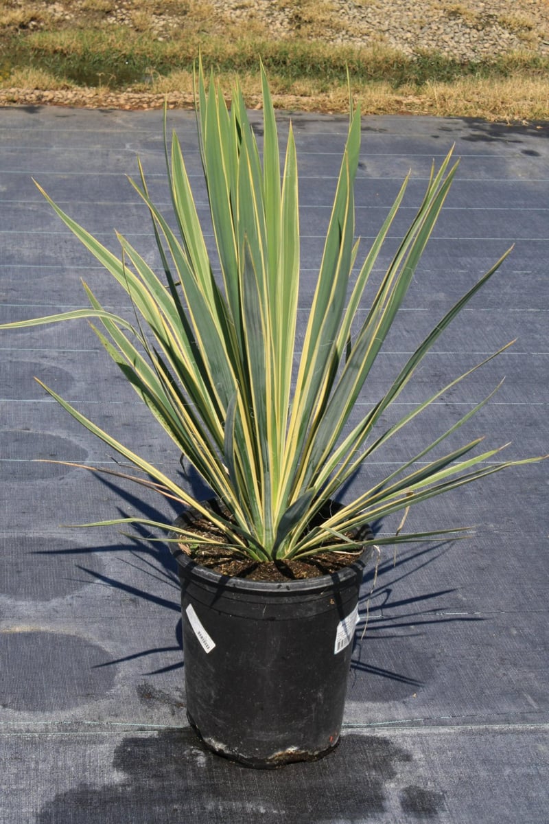 Photo for Yucca filamentosa 'Bright Edge' (Bright Edge Yucca)
