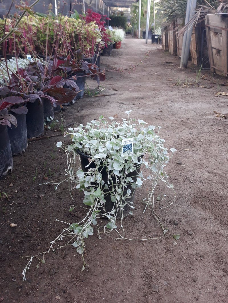 Photo for Dichondra argentea 'Silver Falls' (Silver Dichondra)