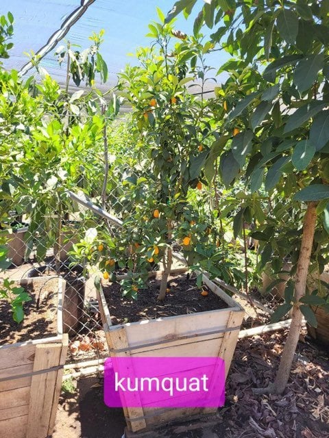 Photo for Citrus Kumquat (any variety) (Kumquat)