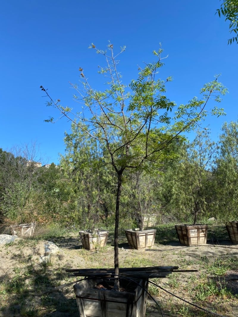 Photo for Pistacia chinensis (Chinese Pistache)
