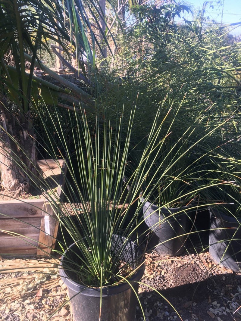 Photo for Dasylirion longissimum (Mexican Grass Tree)