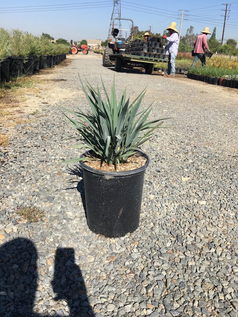 Photo for Dianella revoluta ‘Allyn-Citation’ (Cool Vista Dianella)