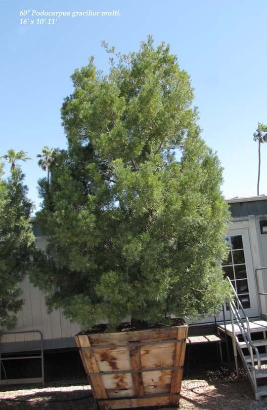 Photo for Podocarpus gracilior (Multi) (Fern Pine)