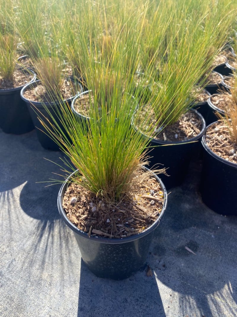 Photo for Nassella tenuissima (Mexican Feathergrass)