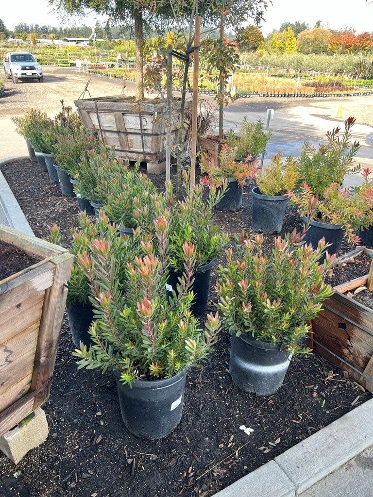 Photo for Leucadendron hybrid ‘Safari Sunset’ (Safari Sunset Conebush)