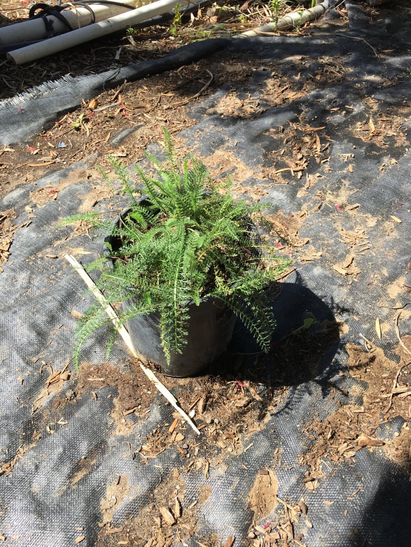 Photo for Achillea 'Paprika' (Paprika Yarrow)