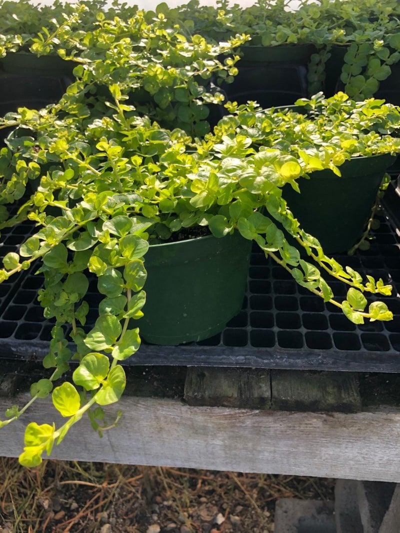 Photo for Lysimachia nummularia 'Aurea' (Golden Creeping Jenny)