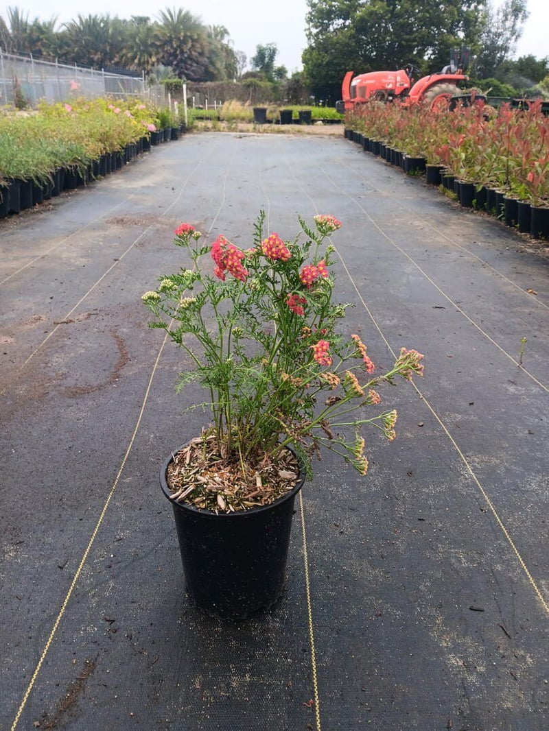 Photo for Achillea millefolium 'Paprika' (Paprika Common Yarrow)