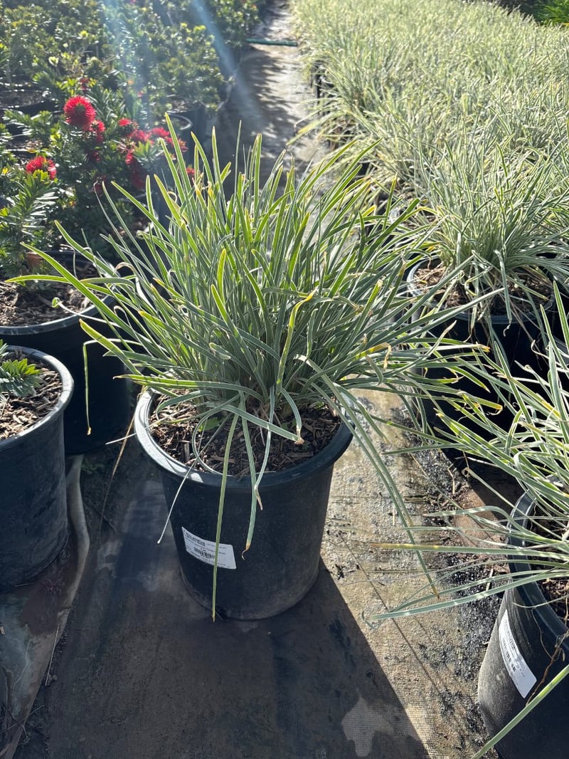 Photo for Tulbaghia violacea 'Variegata' (Society Garlic)