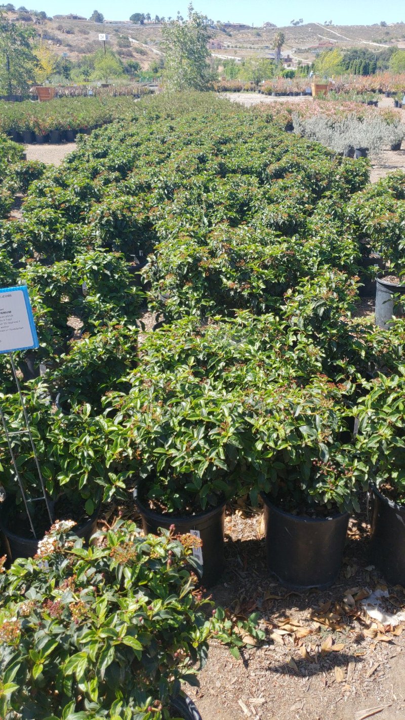Photo for Viburnum tinus ‘Spring Bouquet’ (Spring Bouquet Laurustinus)