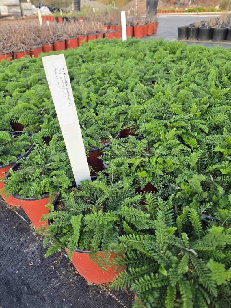 Photo for Achillea millefolium 'Island Pink' (Island Pink Yarrow)