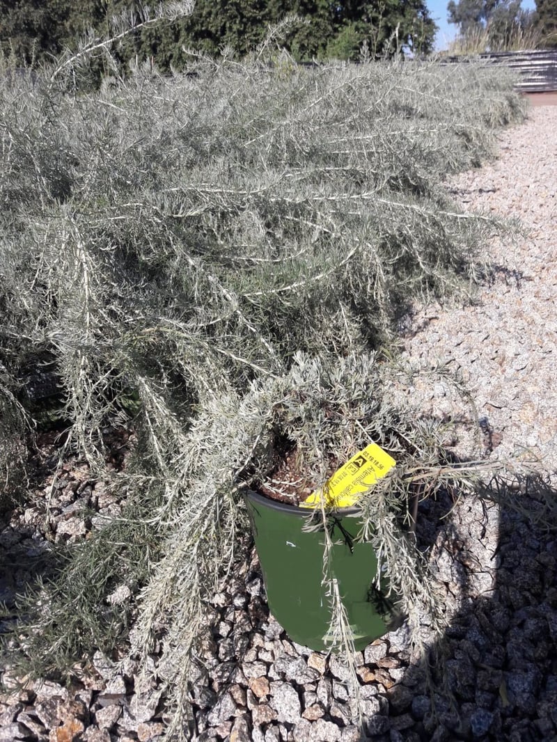 Photo for Artemisia californica 'Canyon Gray' (Canyon Gray Coastal Sagebrush)