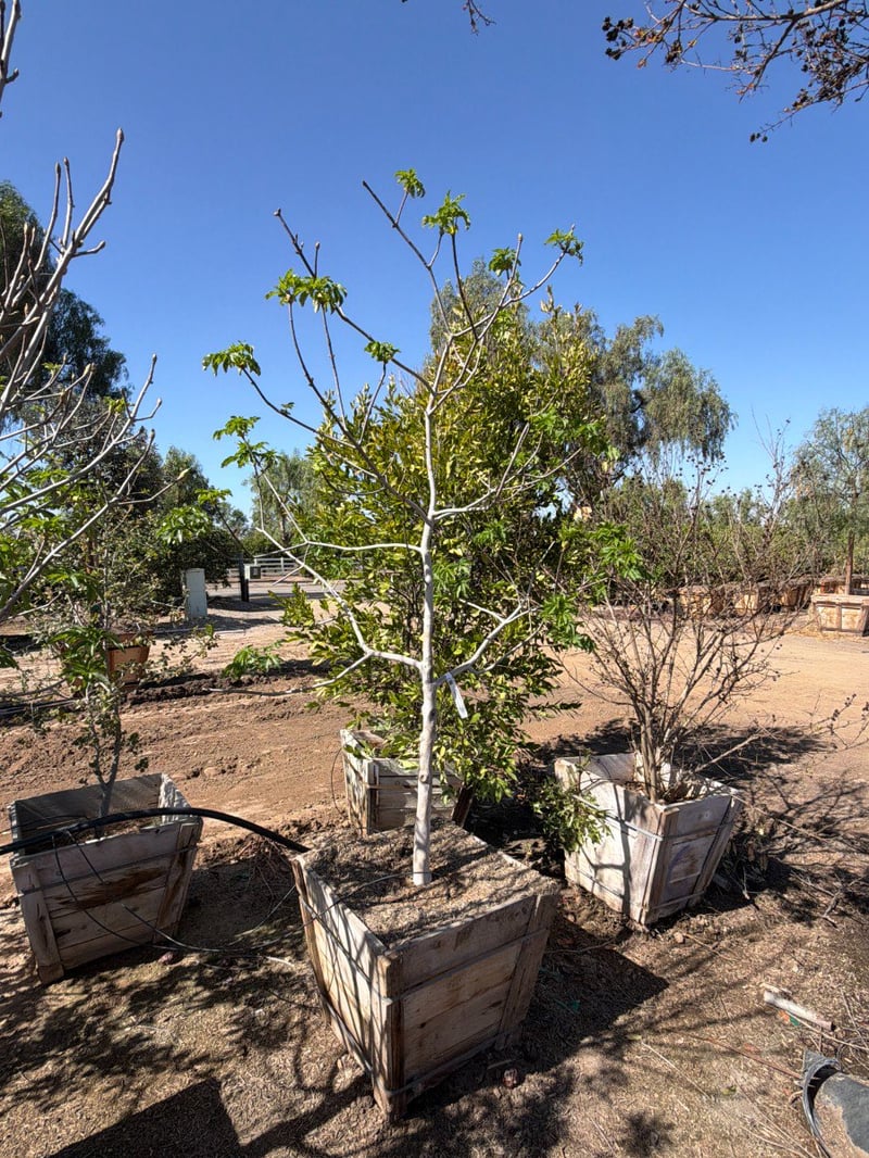 Photo for Aesculus californica (California Buckeye)