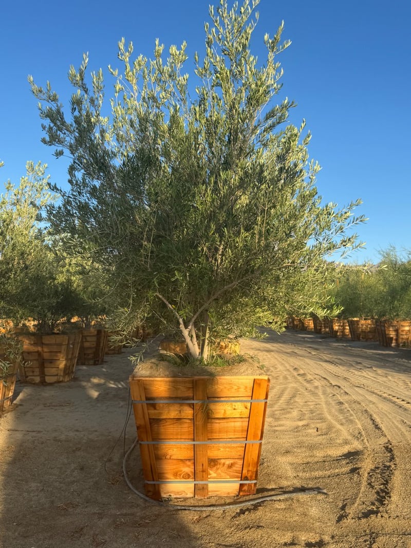 Photo for Olea europaea 'Wilsonii' (Low Branch) (Wilsonii Fruitless Olive)