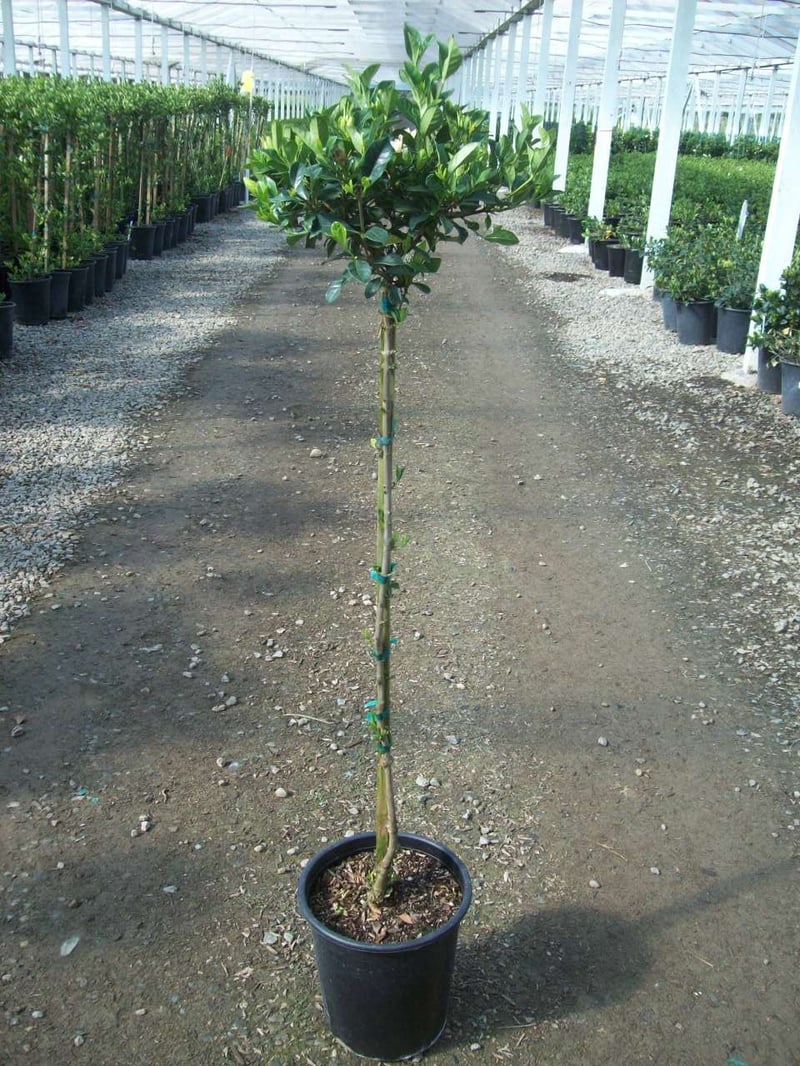Photo for Gardenia jasminoides (Standard) (Gardenia)