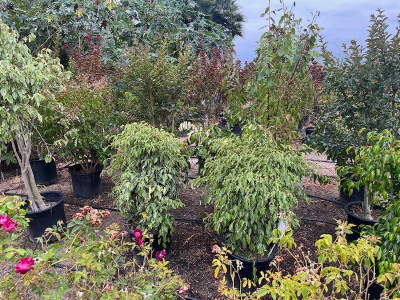Photo for Ficus benjamina 'Variegata' (Variegated Weeping Fig)