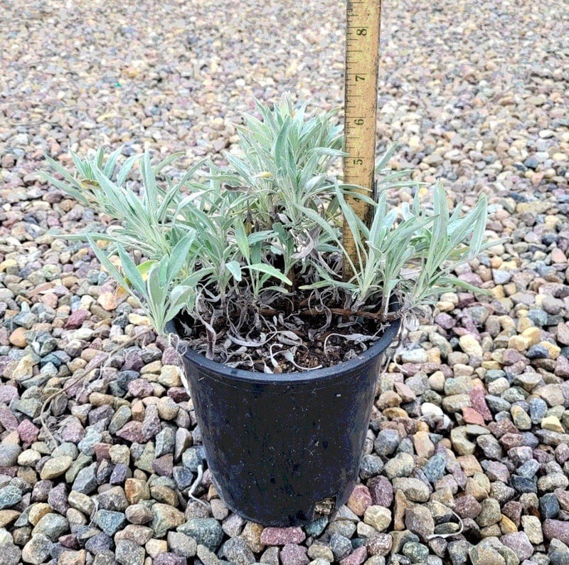Photo for Salvia 'Bee's Bliss' (Creeping Sage, Bee's Bliss Sage)