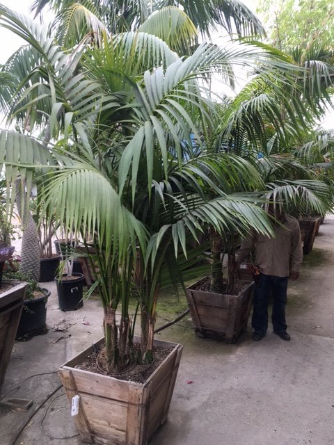 Photo for Howea forsteriana (Kentia Palm)