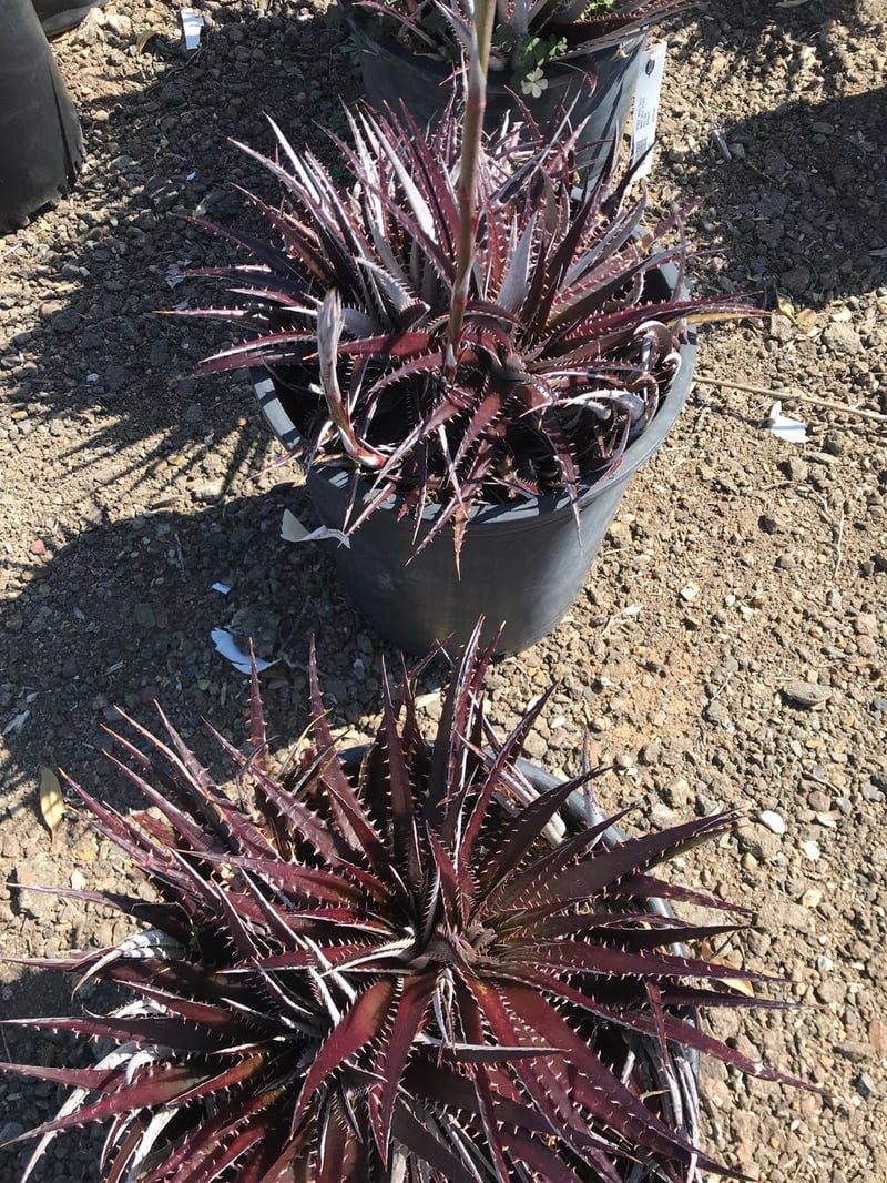 Photo for Dyckia platyphylla 'Grape Jelly' (Grape Jelly Bromeliad)