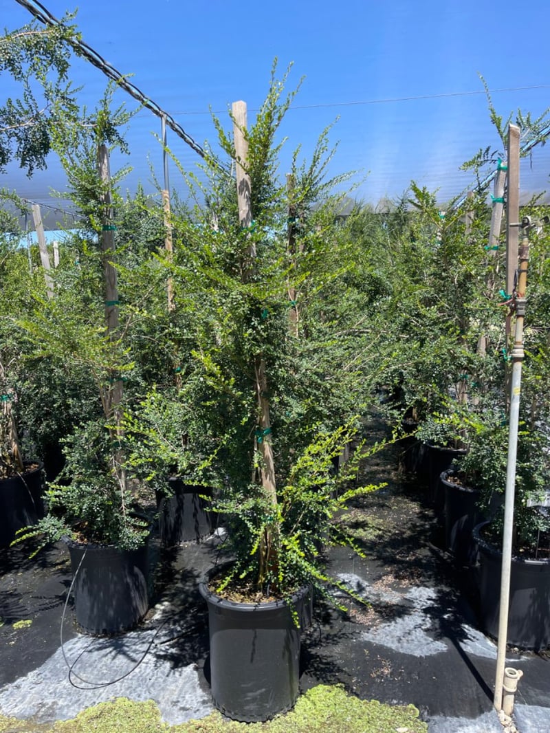 Photo for Azara microphylla (Box-Leaf Azara)