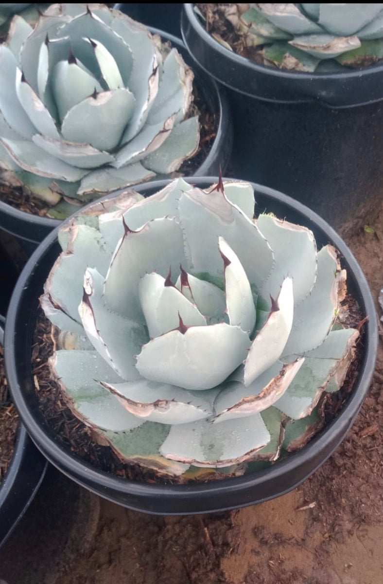 Photo for Agave parryi (Parry's Agave)