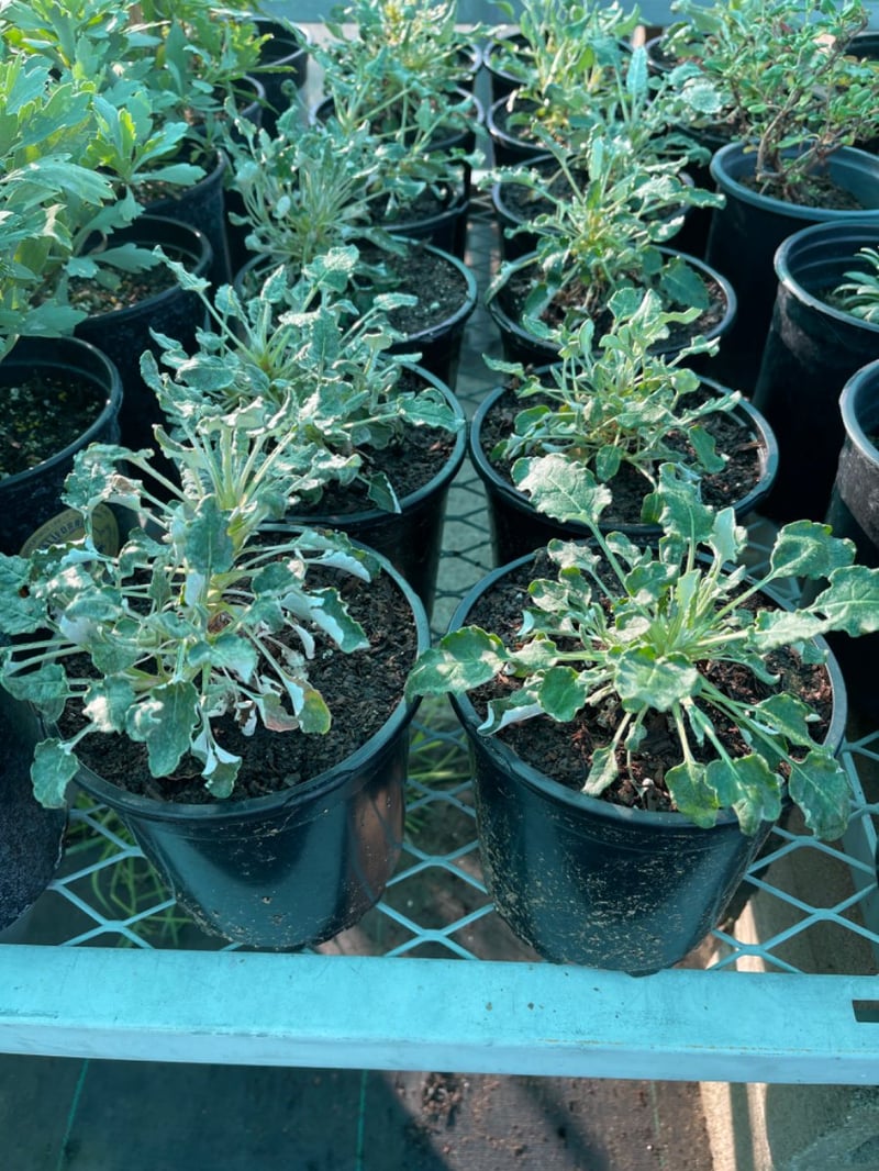 Photo for Eriogonum grande var. rubescens (Red-flowered buckwheat)