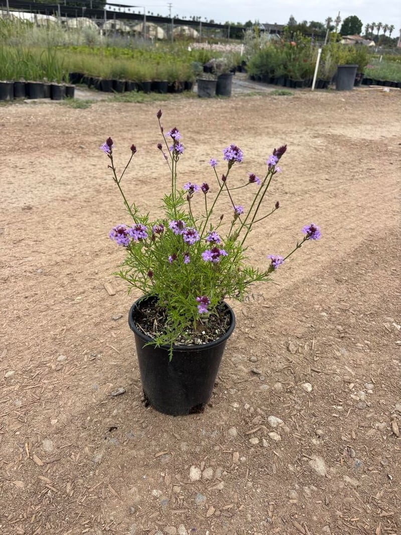 Photo for Verbena lilacina 'De La Mina' (De La Mina Verbena)