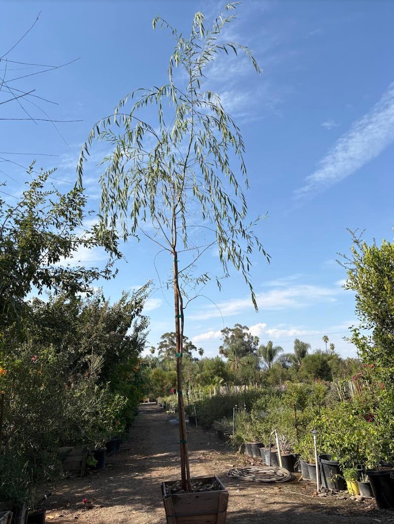 Photo for Salix babylonica (Weeping Willow)