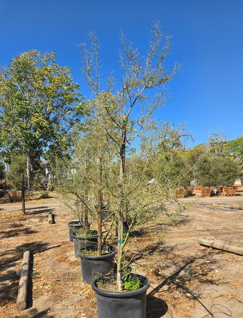 Photo for Cercidium x 'Desert Museum' (Standard) (Desert Museum Palo Verde)