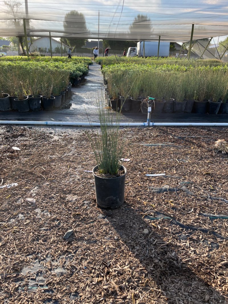 Photo for Juncus patens 'Elk Blue' (Elk Blue California Gray Rush)