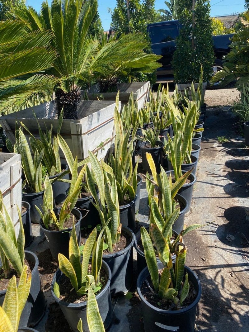 Photo for Sansevieria trifasciata (Snake Plant, Mother-in-Law's Tongue)