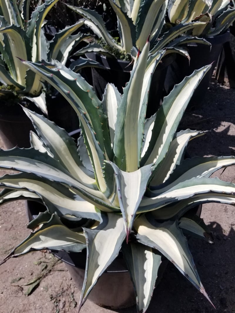 Photo for Agave americana var. 'Mediopicta Alba' (White Striped Century Plant)