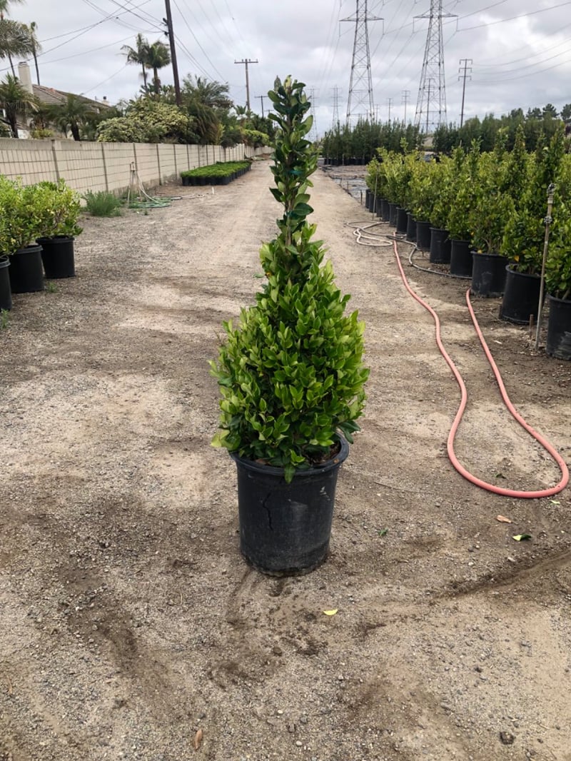 Photo for Ligustrum japonicum (Cone) (Japanese Privet)