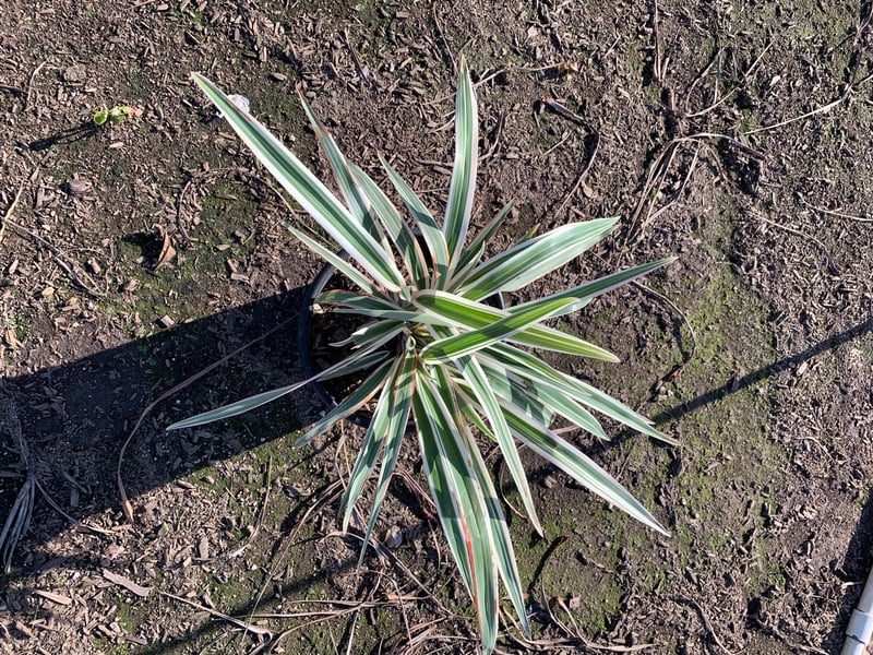 Photo for Dianella tasmanica (Tasman Flax Lily)