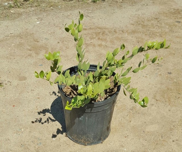 Photo for Simmondsia chinensis (Jojoba)
