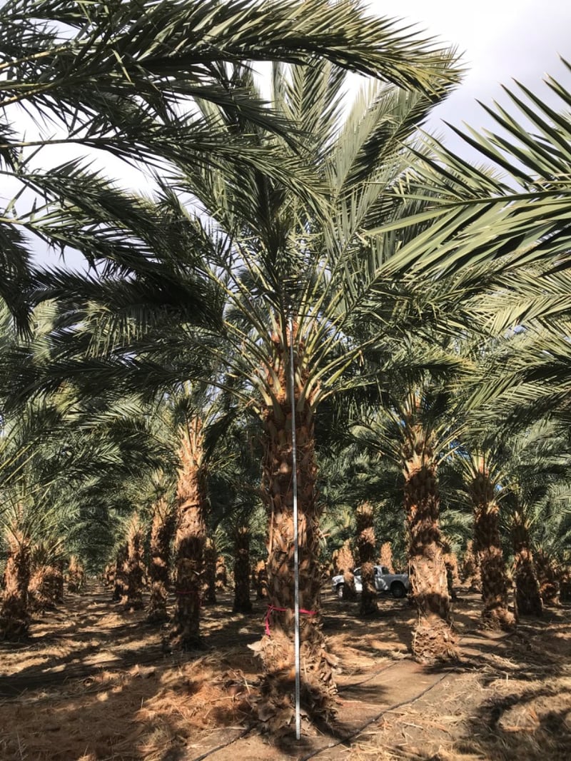 Photo for Phoenix dactylifera (Date Palm)