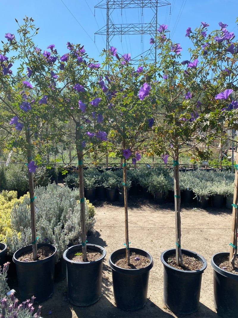 Photo for Alyogyne heugelii (Patio Tree) (Blue Hibiscus)
