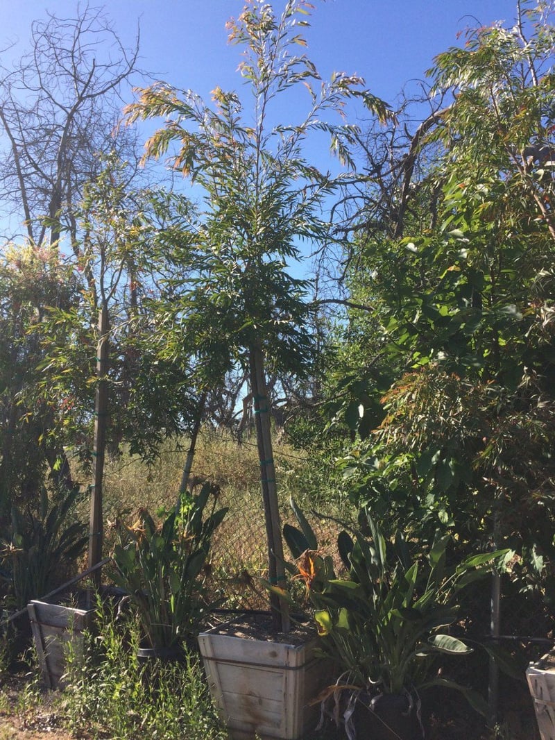 Photo for Agonis flexuosa (Standard) (Peppermint Willow)