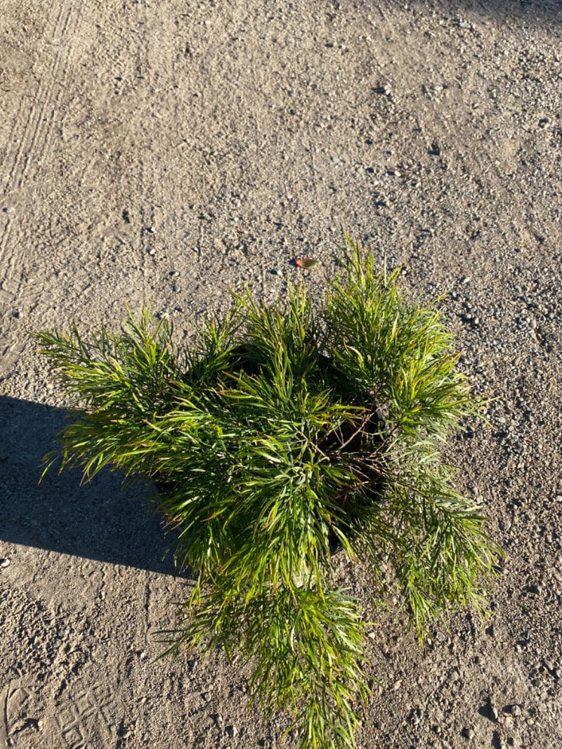 Photo for Acacia cognata 'Cousin Itt' (Little River Wattle)