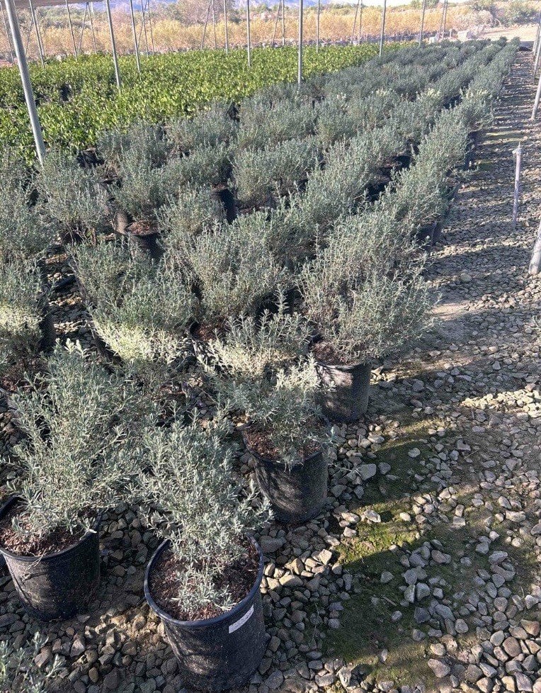 Photo for Lavandula stoechas 'Otto Quast' (Otto Quast Spanish Lavender)