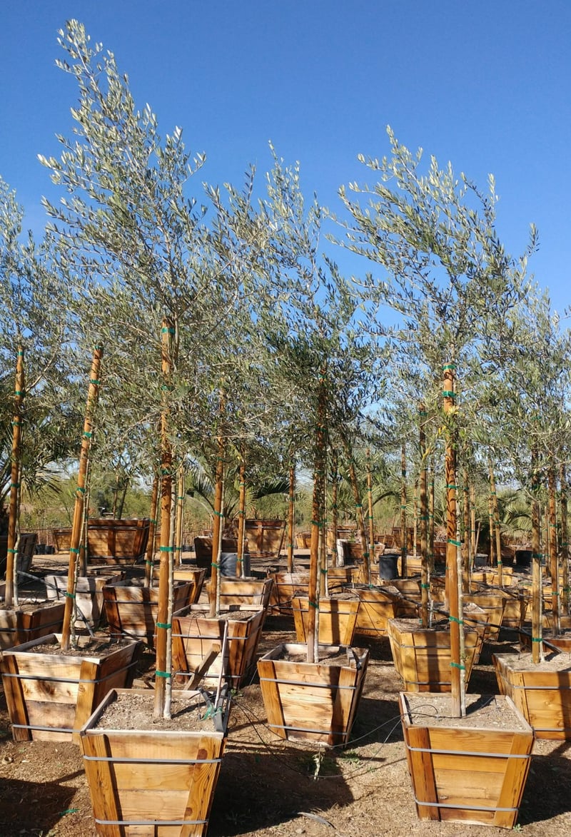 Photo for Olea europaea 'Wilsonii' (Standard) (Wilsonii Fruitless Olive)