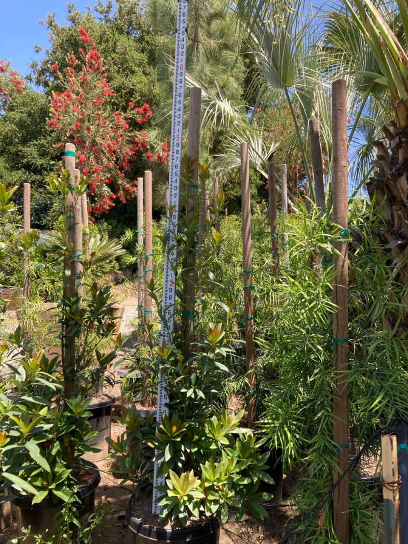 Photo for Elaeocarpus decipiens (Japanese Blueberry Tree)