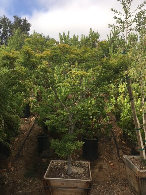 Photo for Acer palmatum 'Sango-kaku' (Sango-Kaku Japanese Maple)