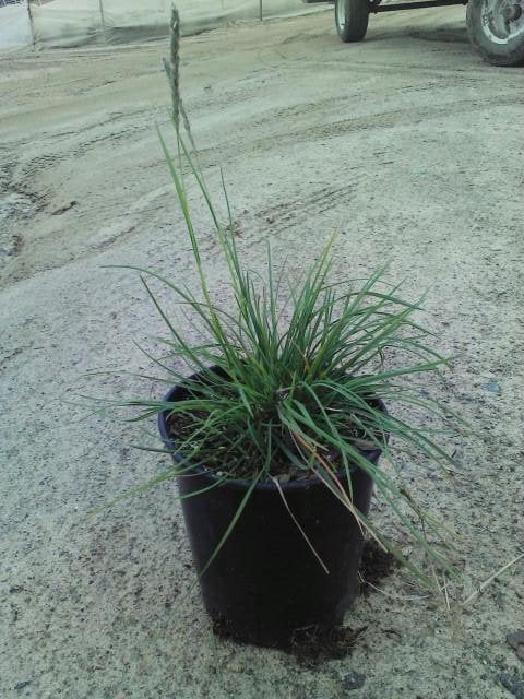 Photo for Sesleria autumnalis 'Campo Verde' (Campo Verde Autumn Moor Grass)