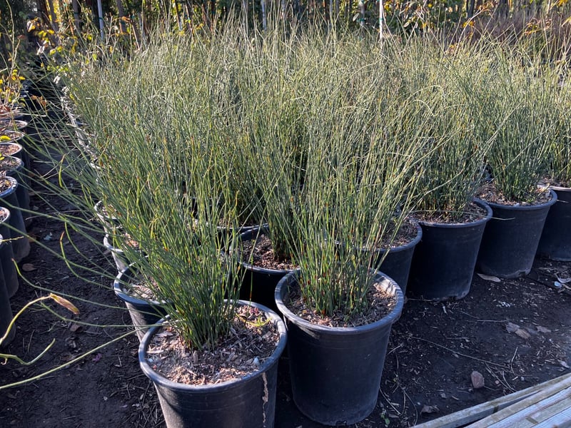 Photo for Chondropetalum tectorum 'El Campo' (El Campo Small Cape Rush)