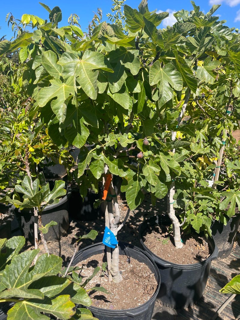 Photo for Ficus carica 'Brown Turkey' (Brown Turkey Fig)