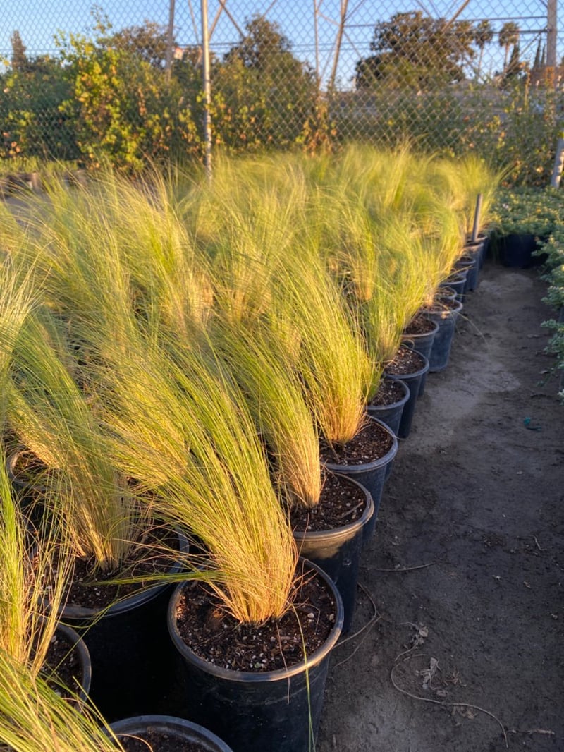 Photo for Stipa (Nassella) pulchra (Purple Stipa)