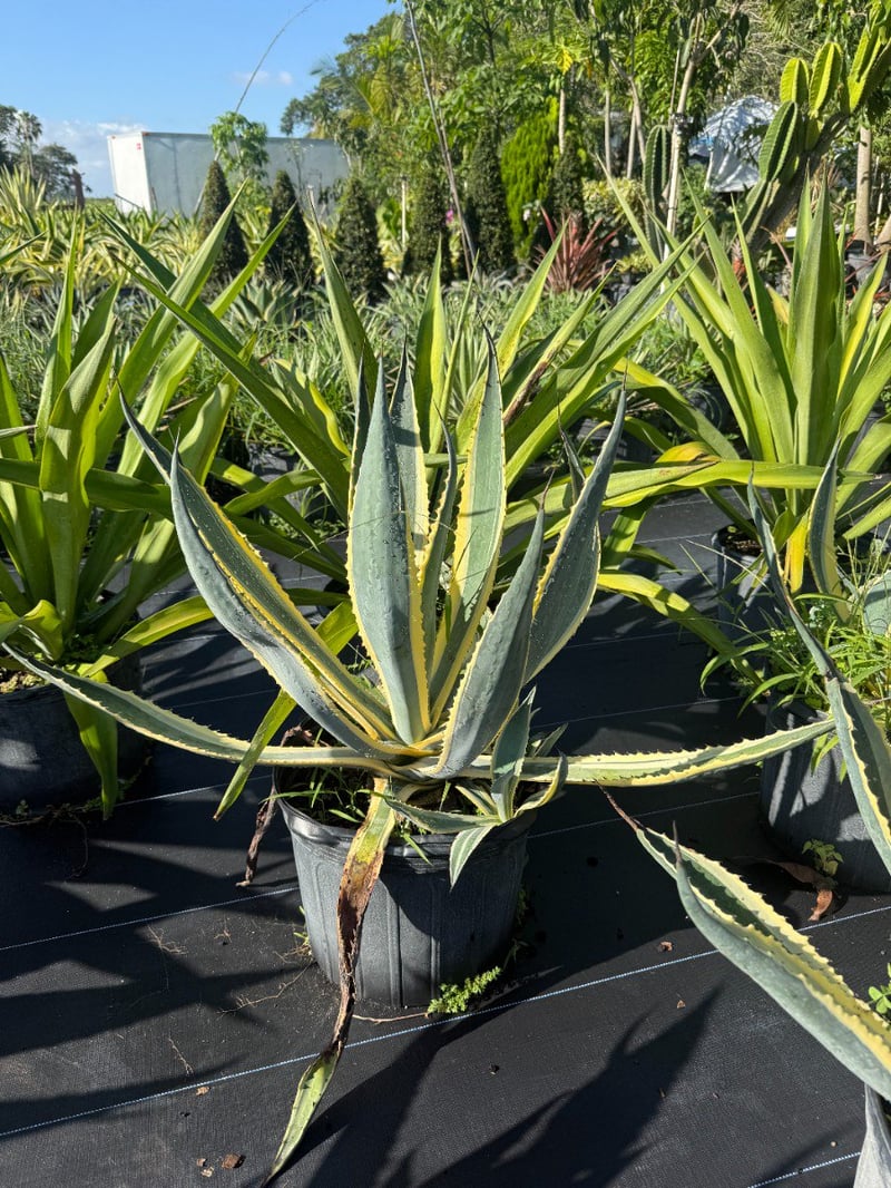 Photo for Agave americana 'Variegata' (Variegated Century Plant)
