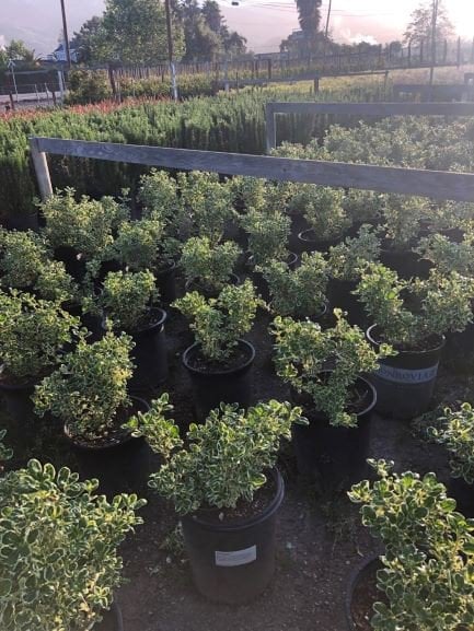Photo for Coprosma repens 'Marble Queen' (Dwarf Variegated Mirror Plant)